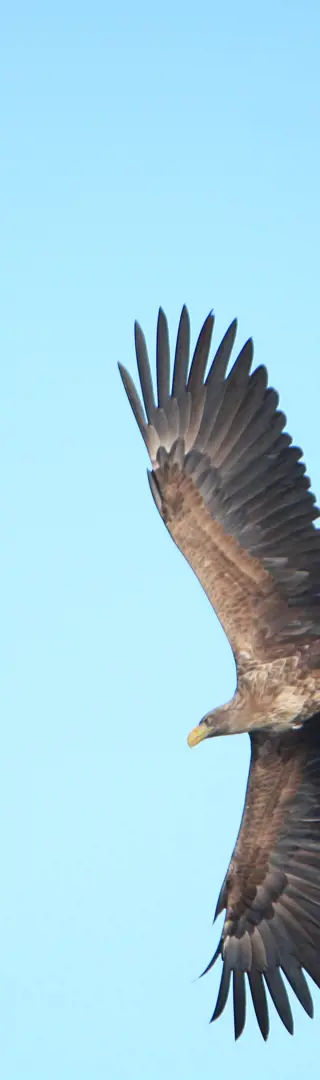 Weissschwanzseeadler